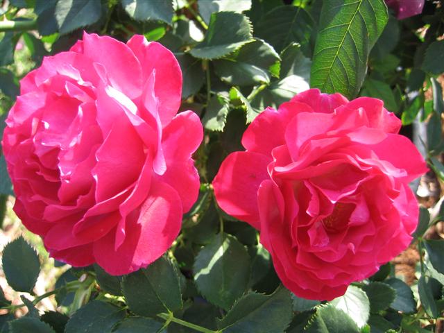 Rosa hybrid 'Wild Blue Yonder'